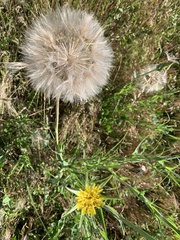 Tragopogon miscellus