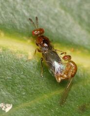 Lachaisea brevimucro