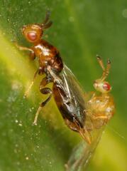 Lachaisea brevimucro