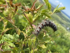 Lymantria dispar