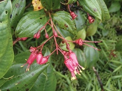 Miconia coccinea