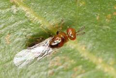 Lachaisea brevimucro