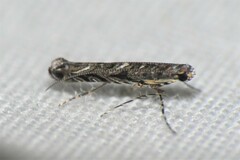 Neurobathra strigifinitella