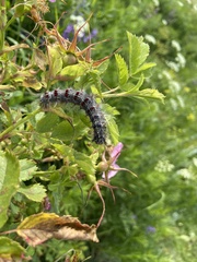 Lymantria dispar