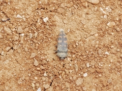 Acmaeoderella flavofasciata
