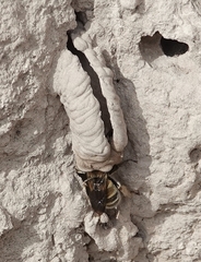Anthophora bomboides