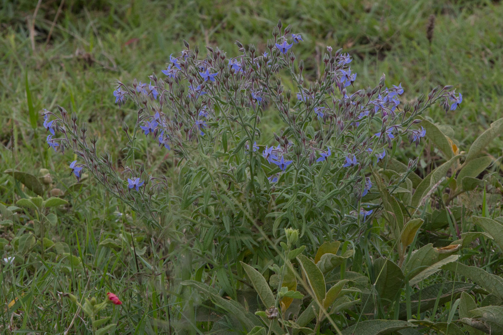 Cystostemon hispidus