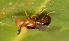 Lachaisea brevimucro