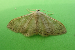 Idaea deversaria