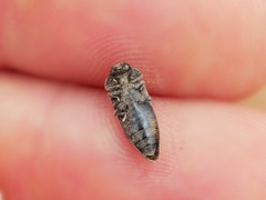 Acmaeoderella flavofasciata