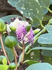 Capparis orientalis