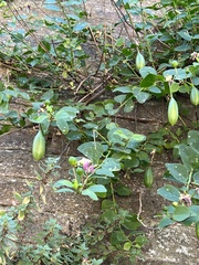 Capparis orientalis