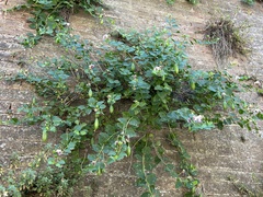Capparis orientalis