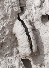 Anthophora bomboides