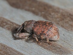 Conotrachelus posticatus