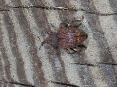 Conotrachelus posticatus