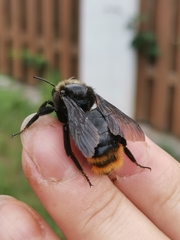 Bombus rupestris