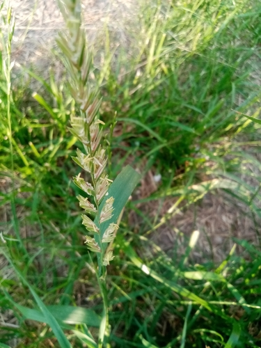 Elytrigia repens iNat (2)