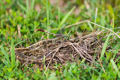 Arigomphus submedianus