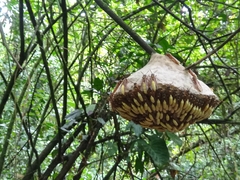 Apoica pallens image