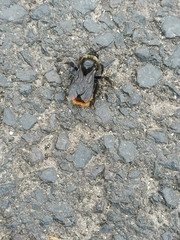 Bombus rupestris