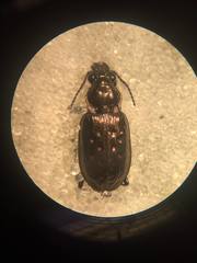 Blethisa multipunctata