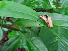 Chauliognathus faustus