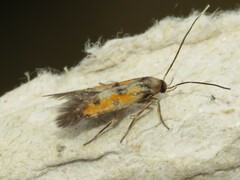 Chrysoclista linneella