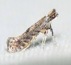 Parornix geminatella