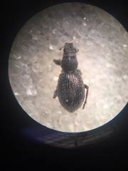 Andrion regensteinense