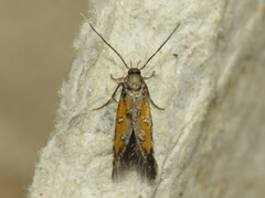 Chrysoclista linneella