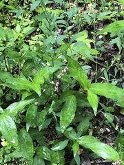 Persicaria longiseta