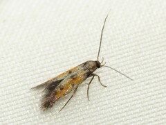 Chrysoclista linneella