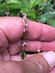 Persicaria longiseta