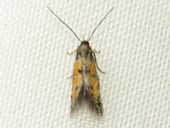Chrysoclista linneella