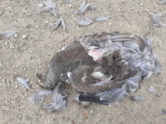 Dendragapus obscurus