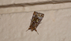 Autographa corusca