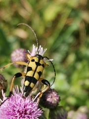 Rutpela maculata