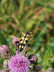 Rutpela maculata