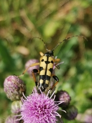 Rutpela maculata