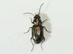Bembidion patruele