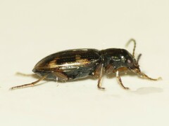 Bembidion patruele