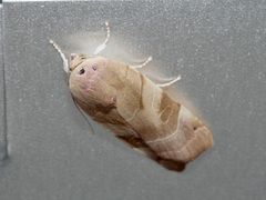 Noctua tirrenica