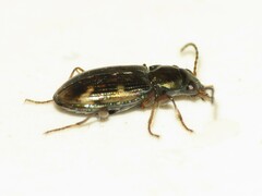 Bembidion patruele