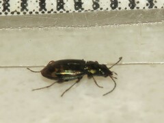 Bembidion patruele
