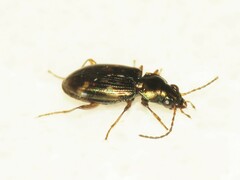 Bembidion patruele