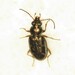 Clay-beach Bembidion Beetle - Photo (c) Dan MacNeal, some rights reserved (CC BY), uploaded by Dan MacNeal