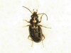 Clay-beach Bembidion Beetle - Photo (c) Dan MacNeal, some rights reserved (CC BY), uploaded by Dan MacNeal