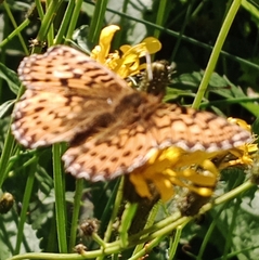 Boloria titania