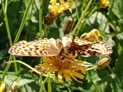 Boloria titania
